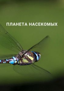 Планета насекомых 2022