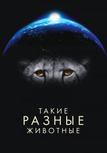 Такие разные животные 2024