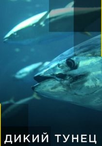 Дикий тунец 2012